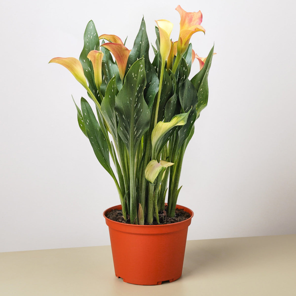 Calla Lily - BetterGrow Hydro