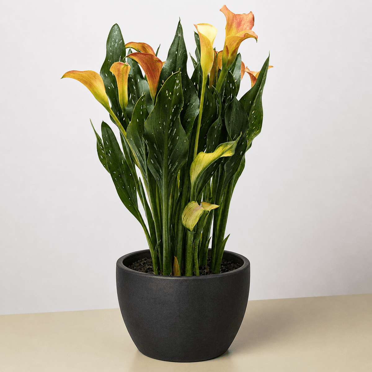 Calla Lily - BetterGrow Hydro