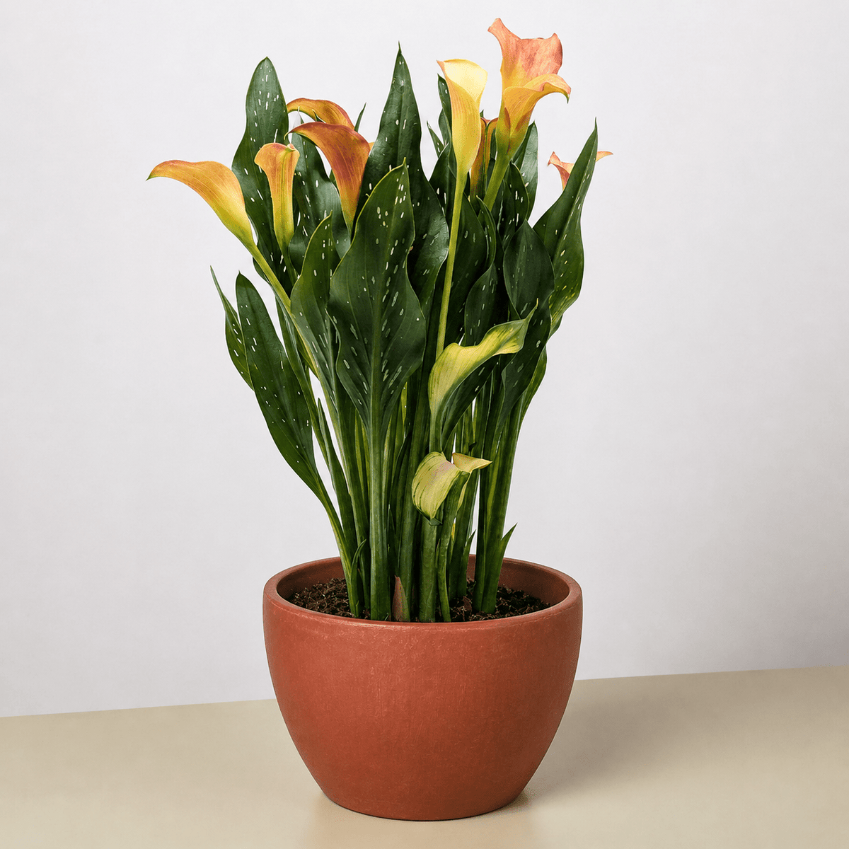 Calla Lily - BetterGrow Hydro