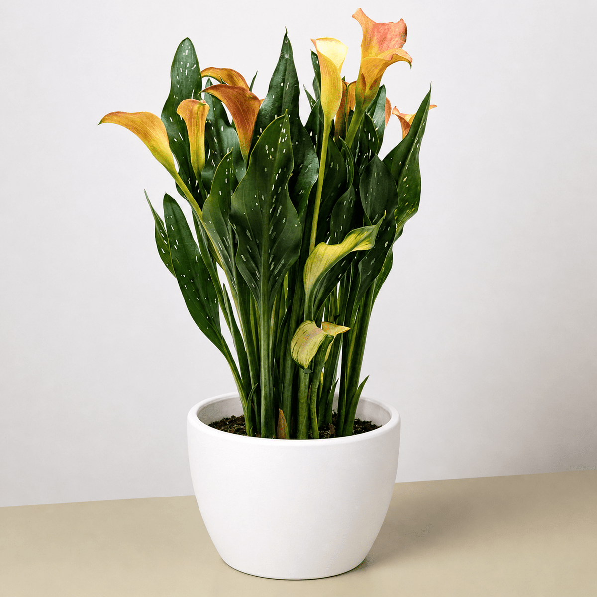 Calla Lily - BetterGrow Hydro