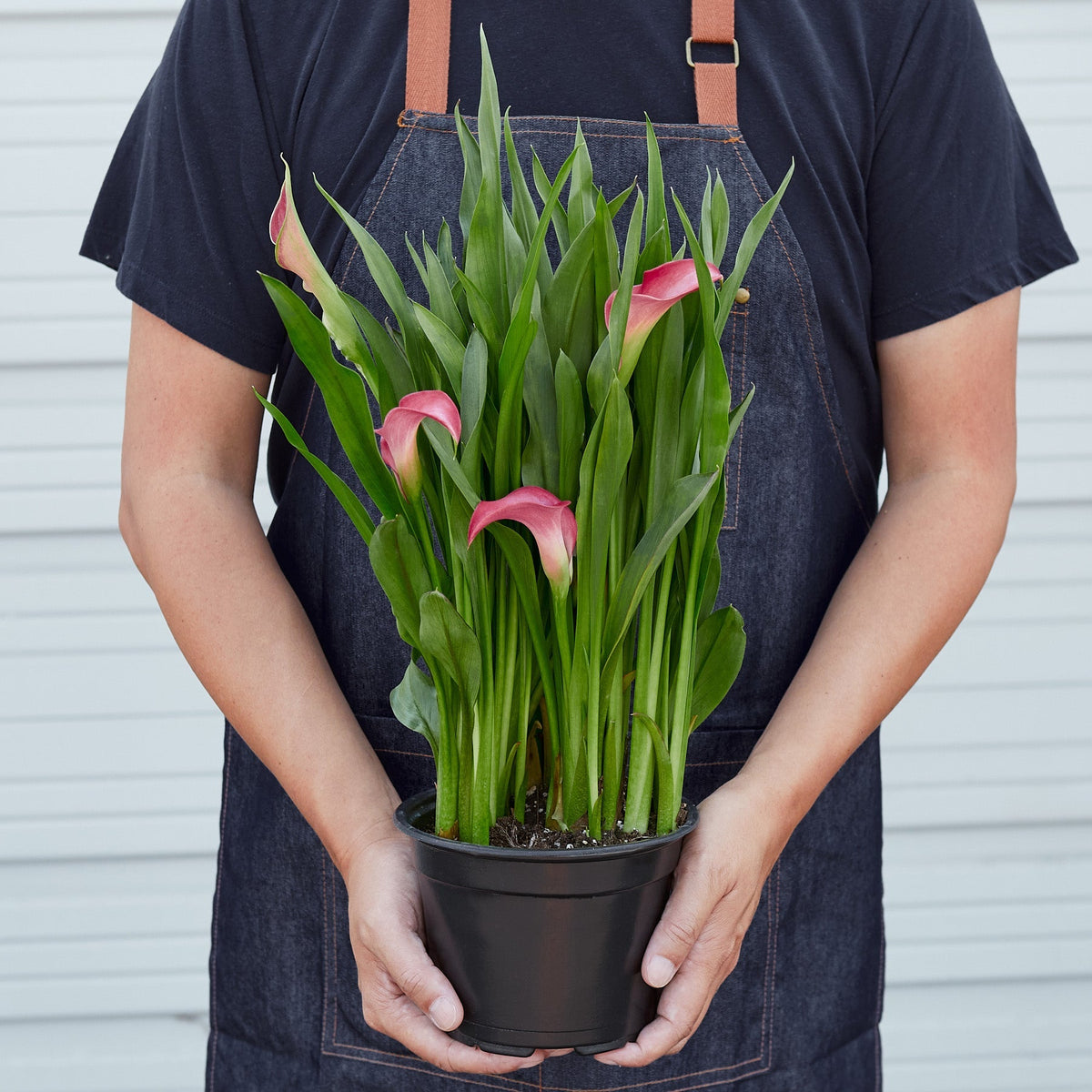 Calla Lily - BetterGrow Hydro