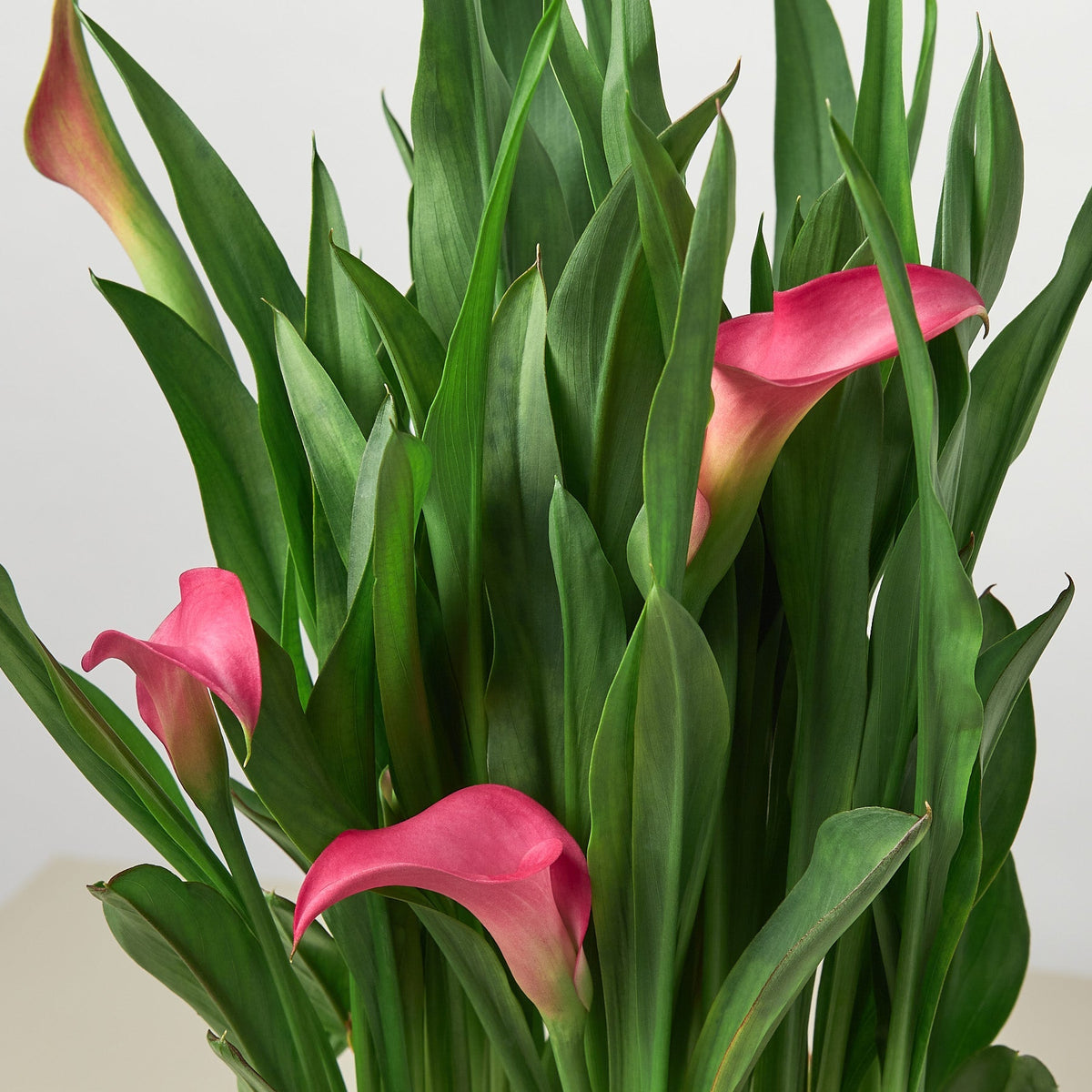 Calla Lily - BetterGrow Hydro