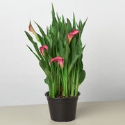Calla Lily - BetterGrow Hydro