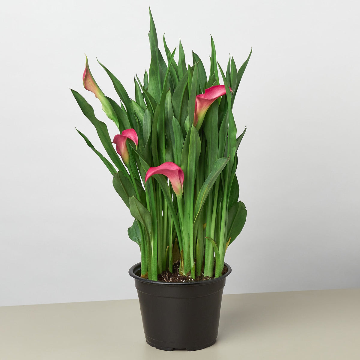 Calla Lily - BetterGrow Hydro