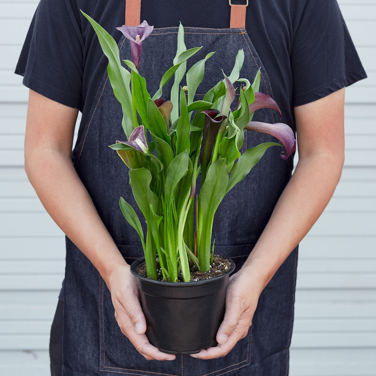 Calla Lily - BetterGrow Hydro