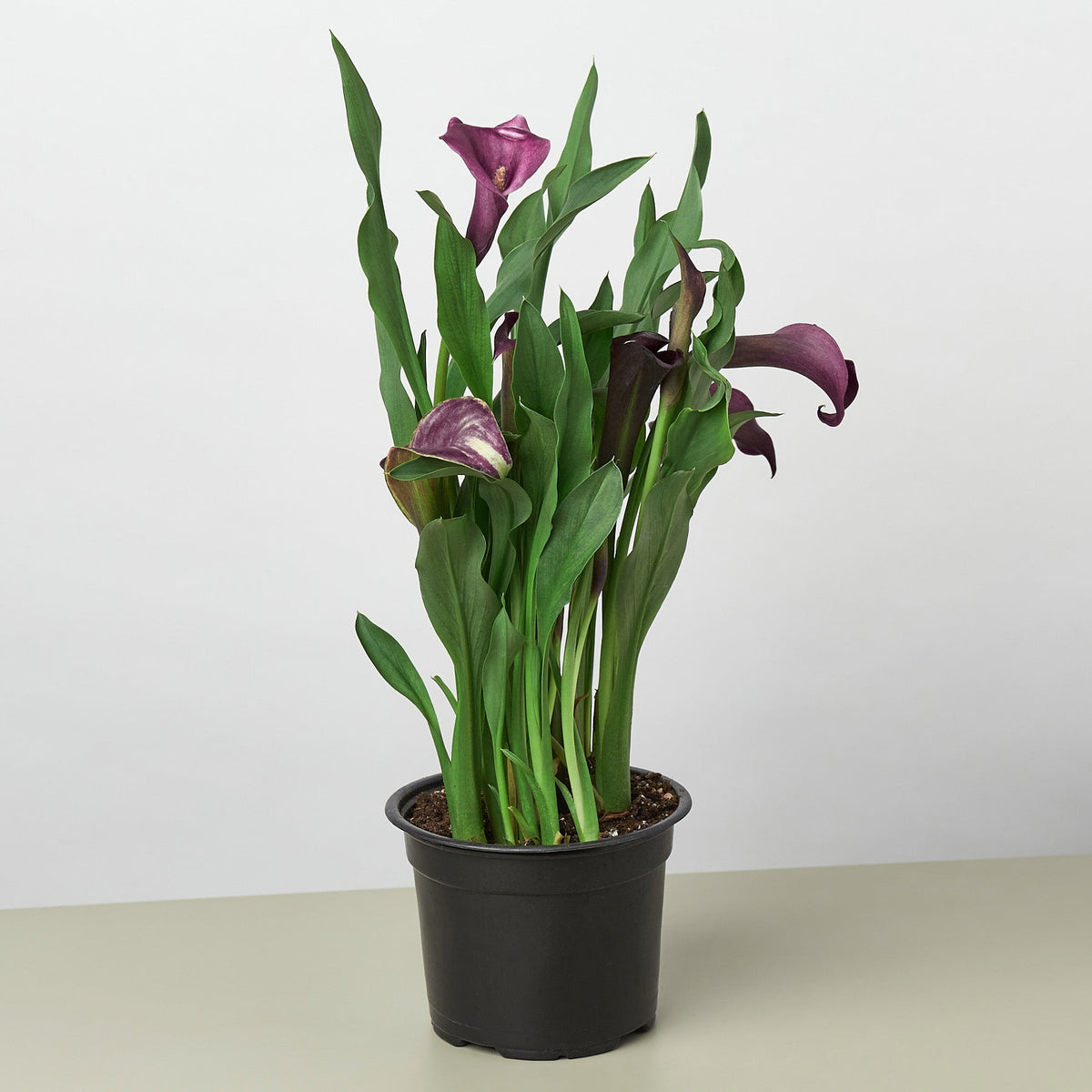 Calla Lily - BetterGrow Hydro