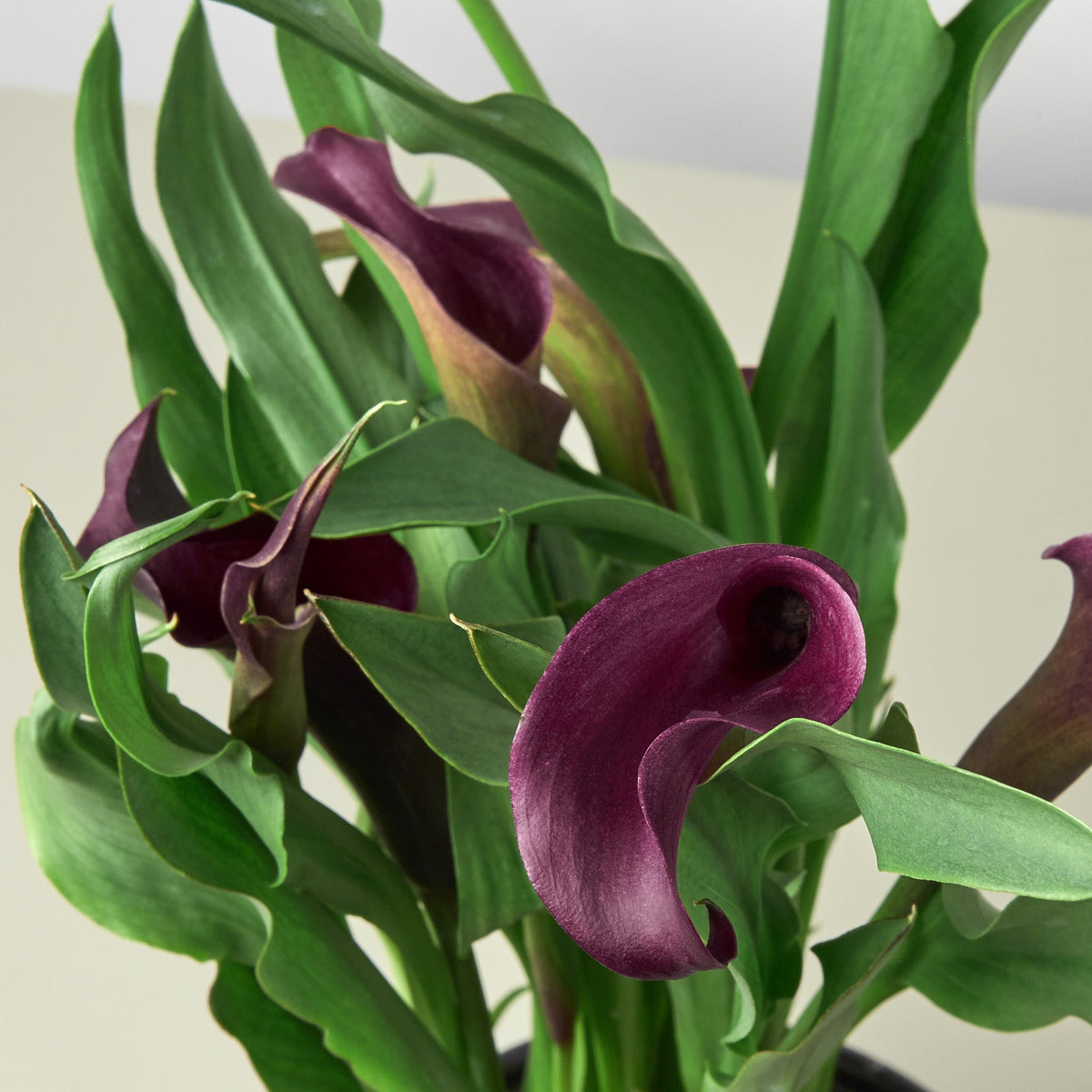Calla Lily - BetterGrow Hydro