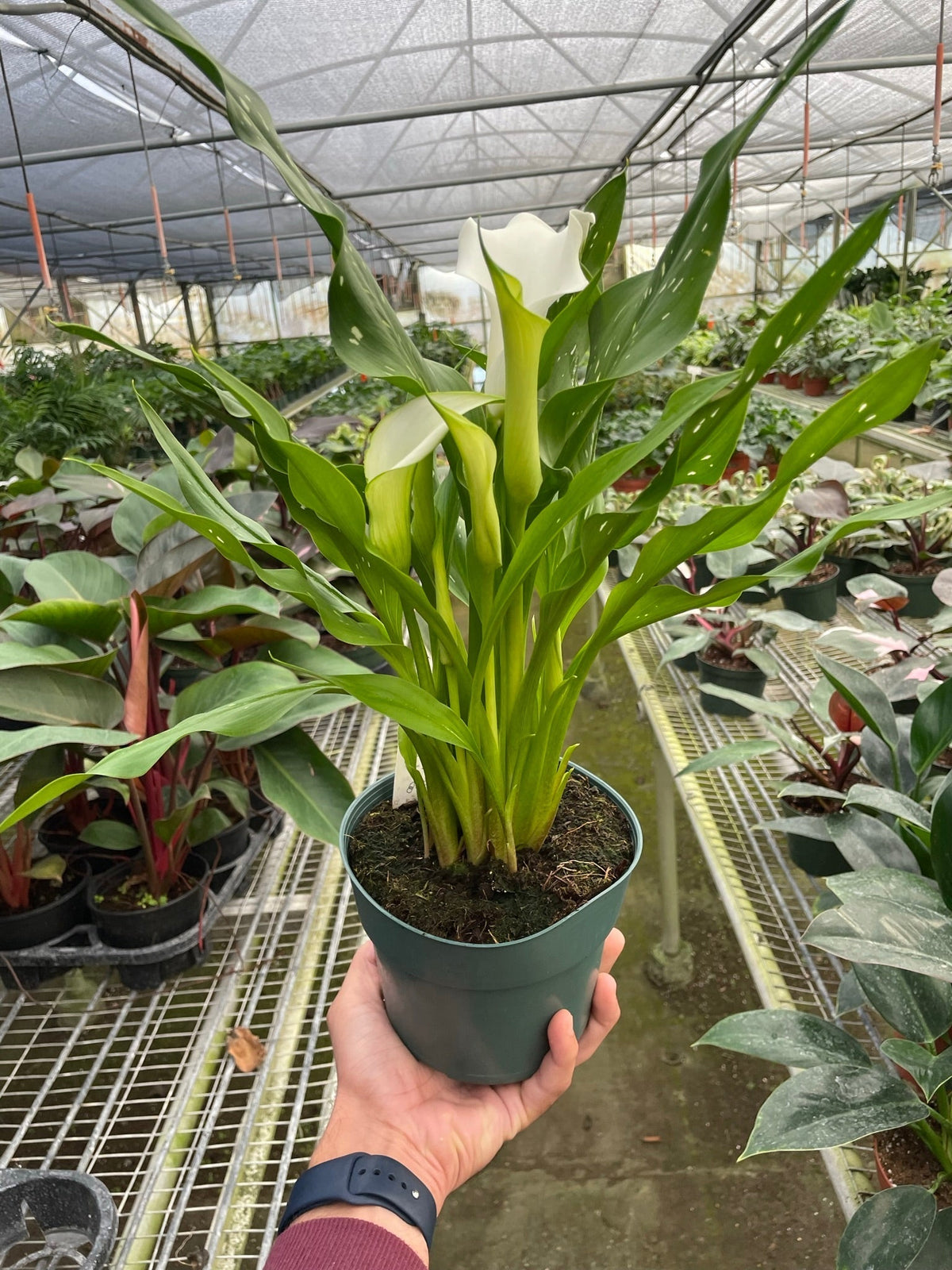 Calla Lily - BetterGrow Hydro