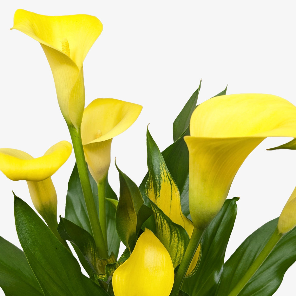 Calla Lily - BetterGrow Hydro