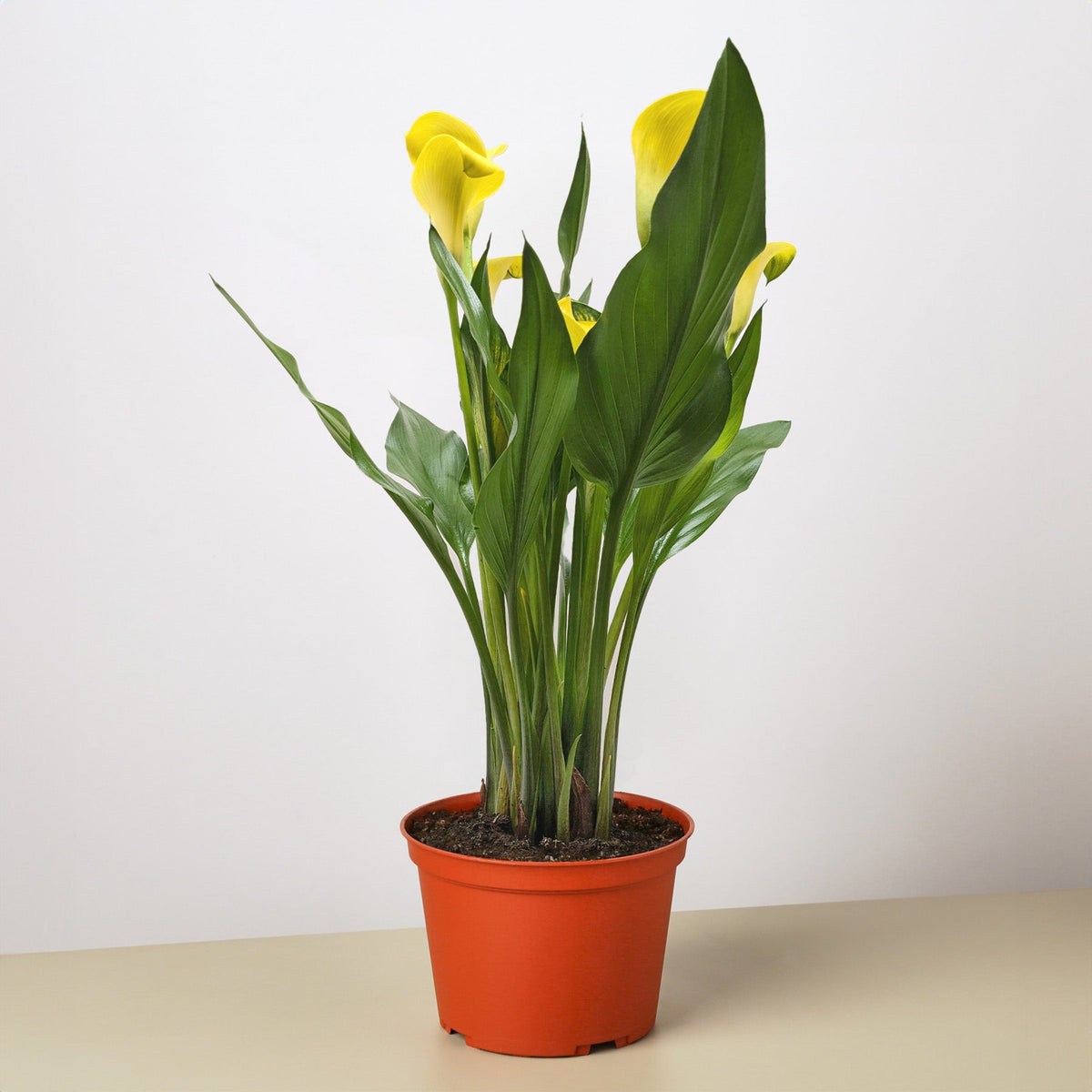 Calla Lily - BetterGrow Hydro