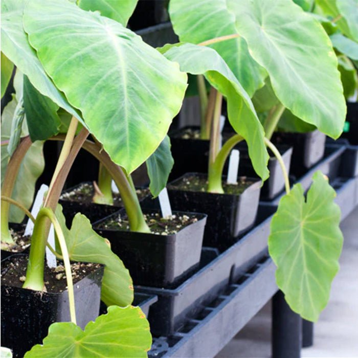 Carrier Tray 8 Site - Fits 5.5in Pots (10in x 20in) - BetterGrow Hydro
