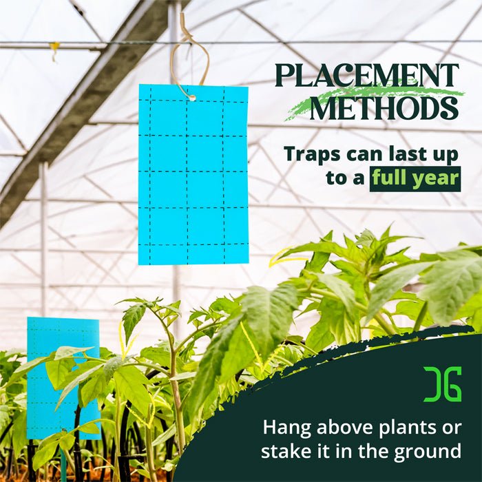 Catchmaster 3" x 5" Double-Sided Blue Sticky Card Pest Monitors (72pcs/Pack) - BetterGrow Hydro
