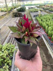 Celosia - BetterGrow Hydro