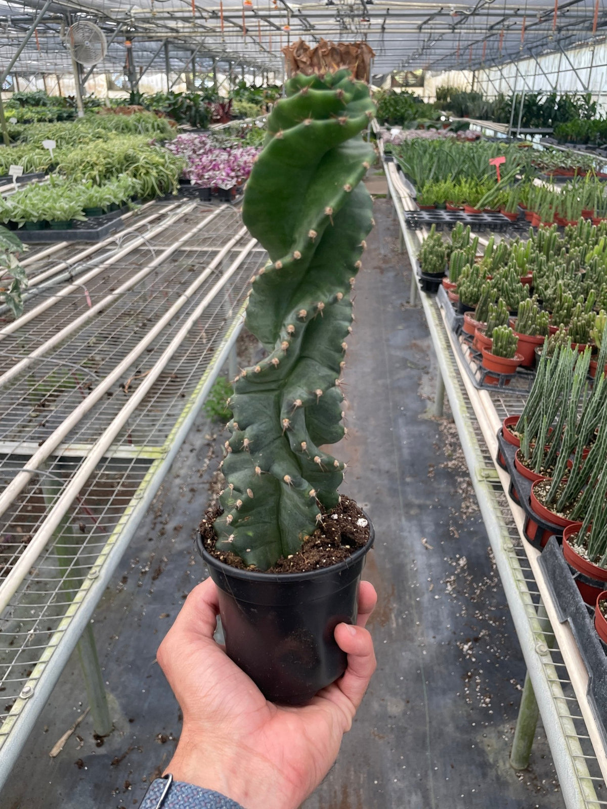 Cereus forbesii 'Spiralis' - BetterGrow Hydro