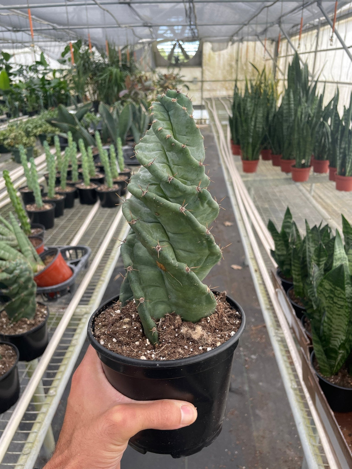 Cereus forbesii 'Spiralis' - BetterGrow Hydro