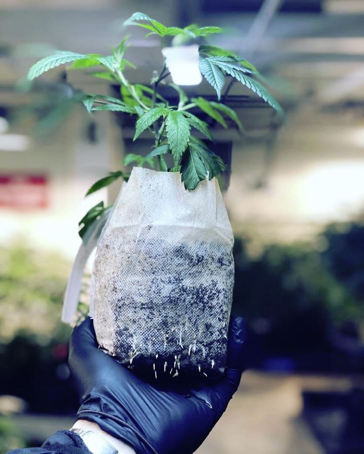 Char Coir BioPot - 4 in / 1/2 gallon - BetterGrow Hydro