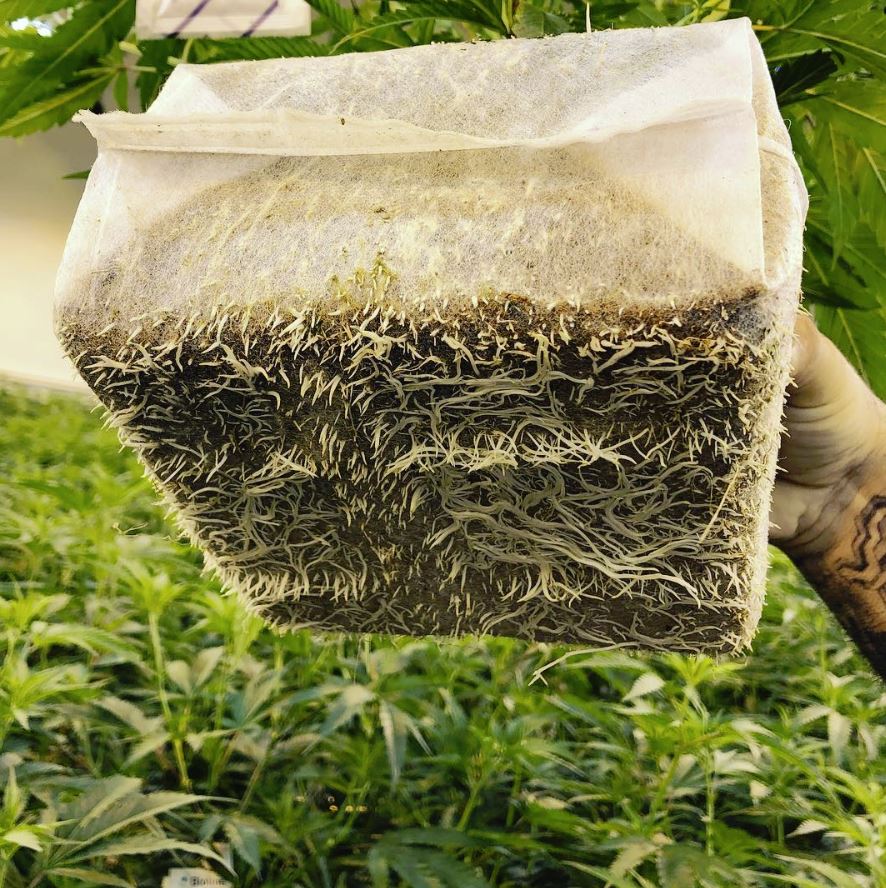 Char Coir Coco Cube - Compressed / 1 gallon - BetterGrow Hydro