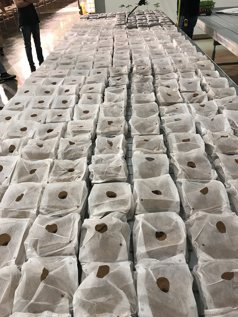 Char Coir Coco Cube - Compressed / 1 gallon - BetterGrow Hydro