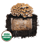 Chestnut 'Plant & Grow' Mushroom Starter Block - BetterGrow Hydro