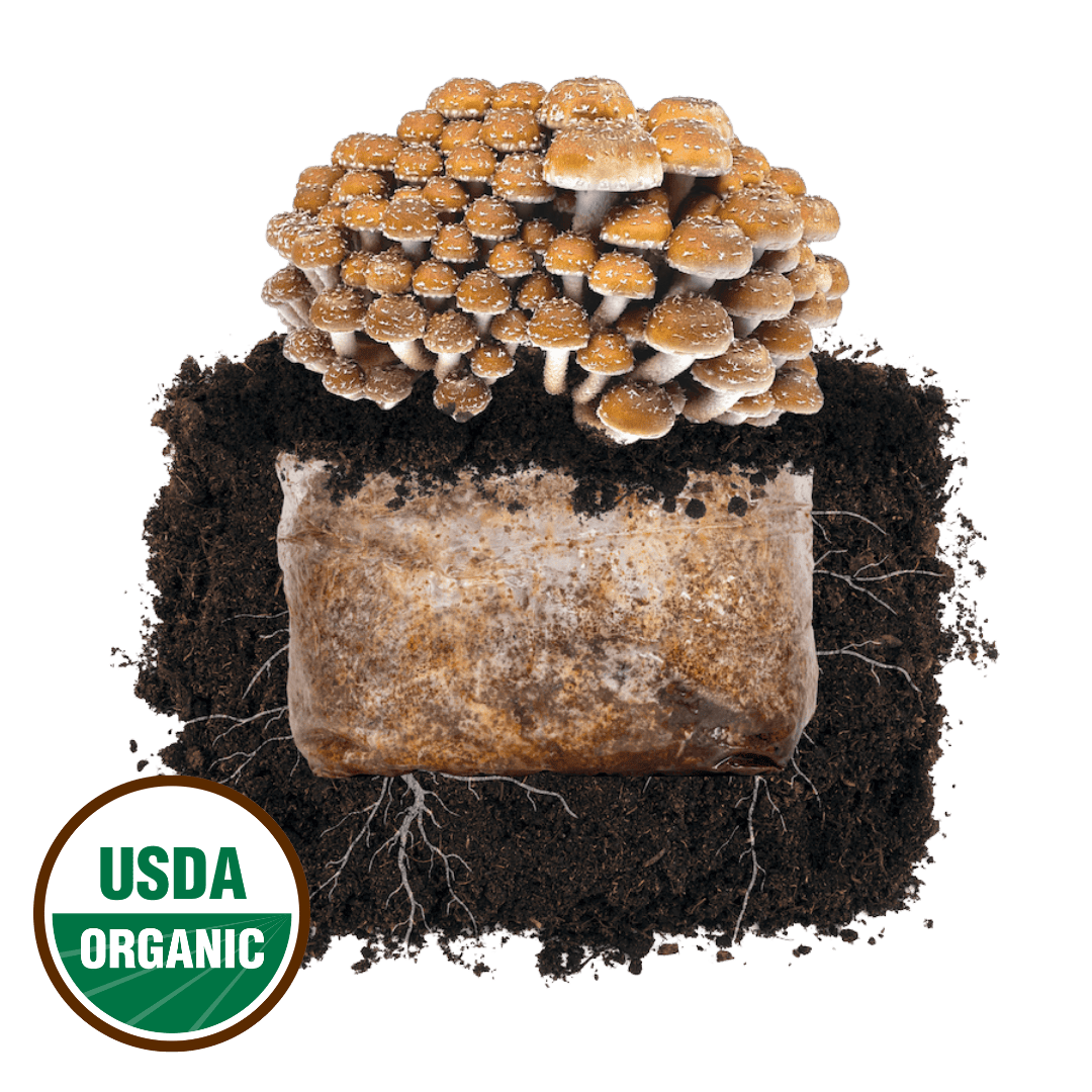 Chestnut 'Plant & Grow' Mushroom Starter Block - BetterGrow Hydro