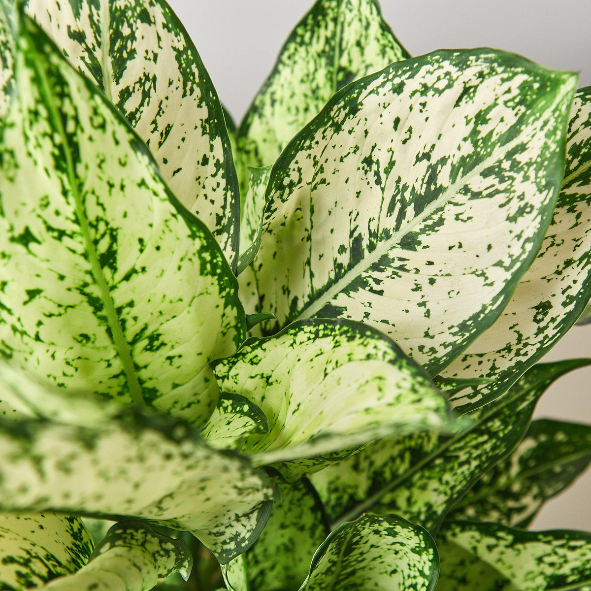 Chinese Evergreen 'First Diamond' - BetterGrow Hydro