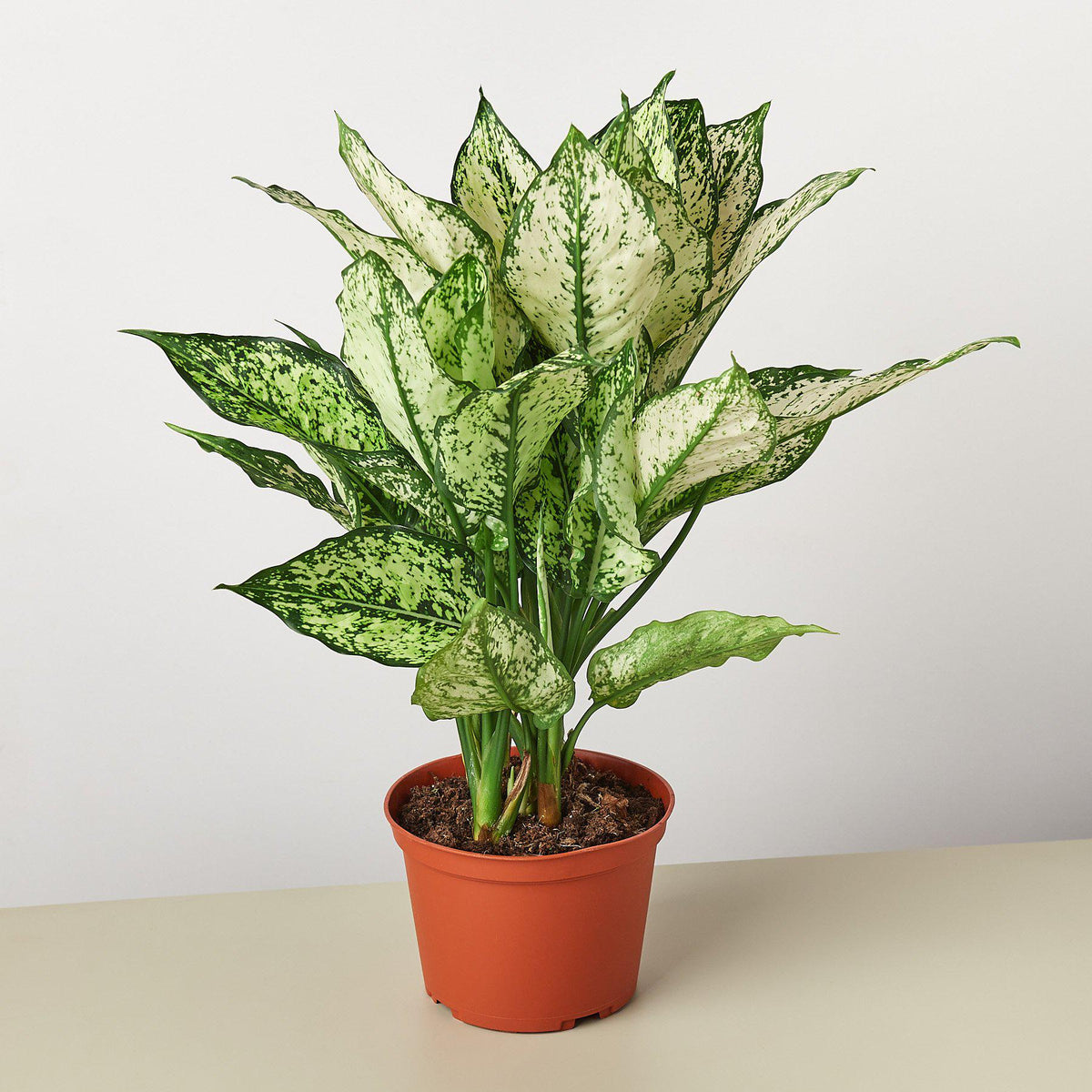 Chinese Evergreen 'First Diamond' - BetterGrow Hydro