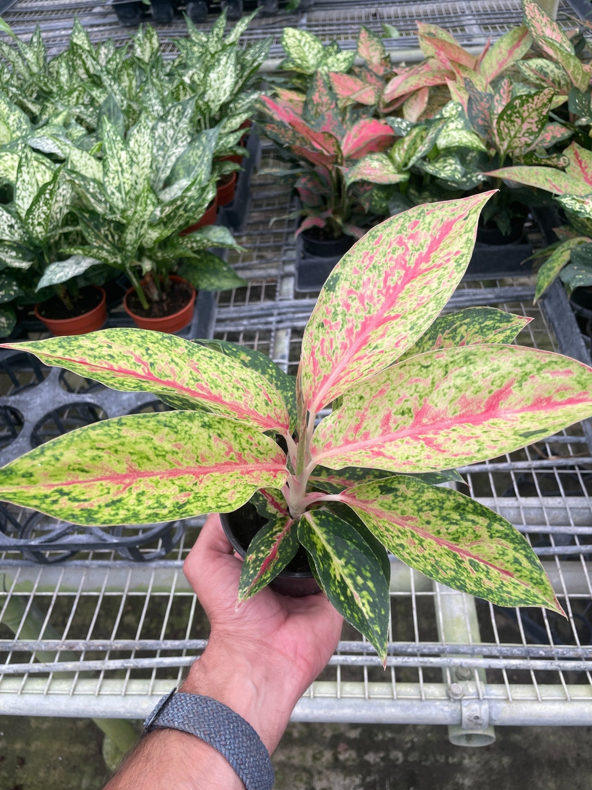 Chinese Evergreen 'Karat' - BetterGrow Hydro