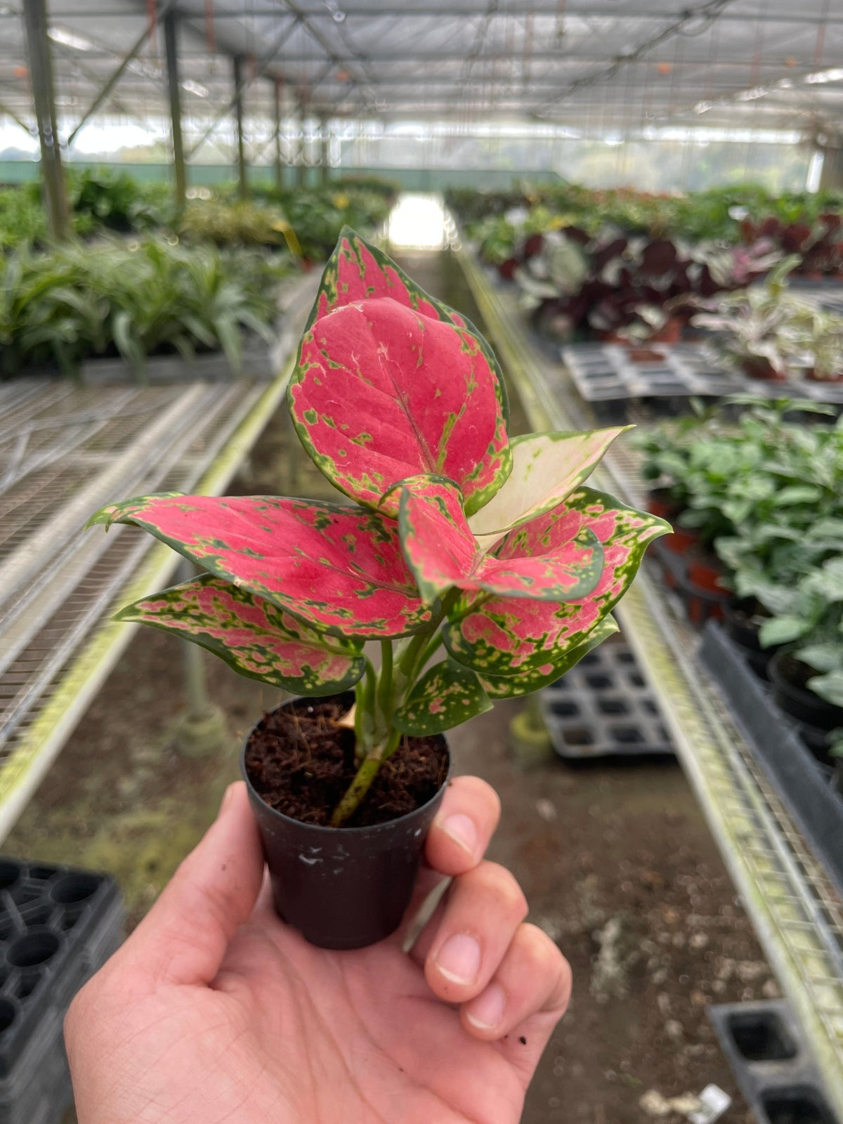 Chinese Evergreen 'Lady Valentine' - BetterGrow Hydro