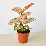 Chinese Evergreen 'Lady Valentine' - BetterGrow Hydro
