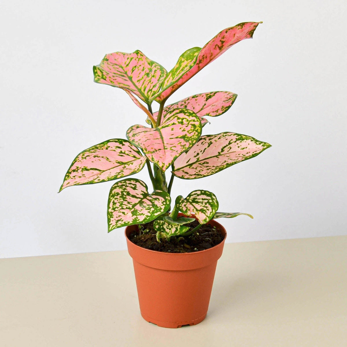 Chinese Evergreen 'Lady Valentine' - BetterGrow Hydro