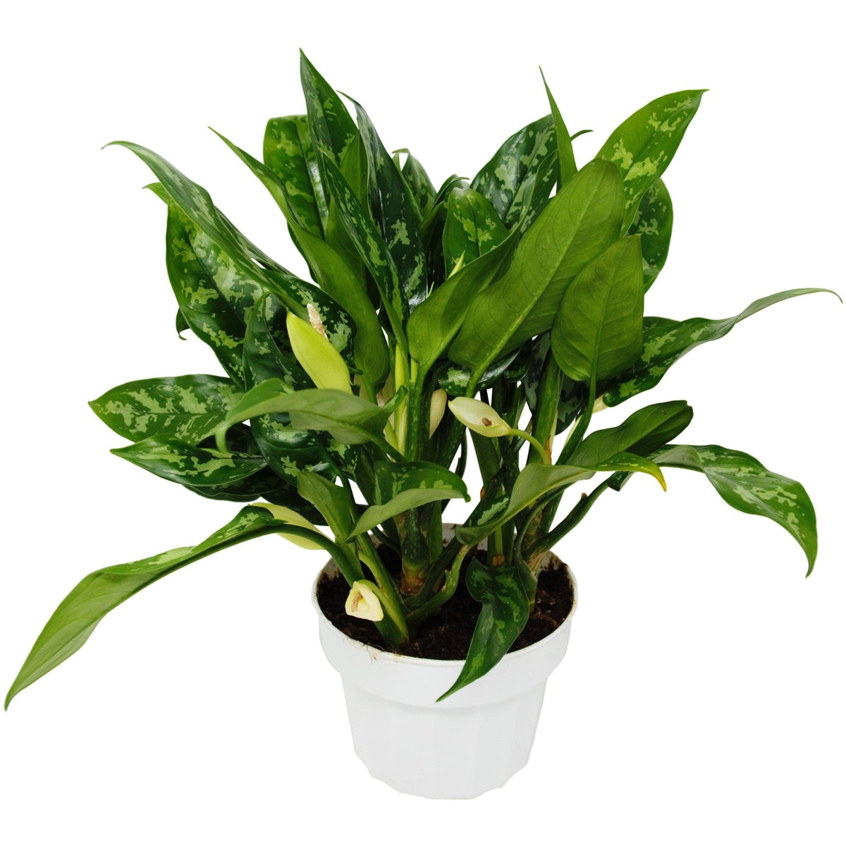 Chinese Evergreen 'Maria' - BetterGrow Hydro