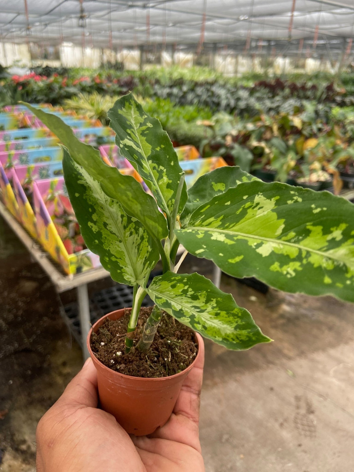 Chinese Evergreen Pictum Tricolor - BetterGrow Hydro