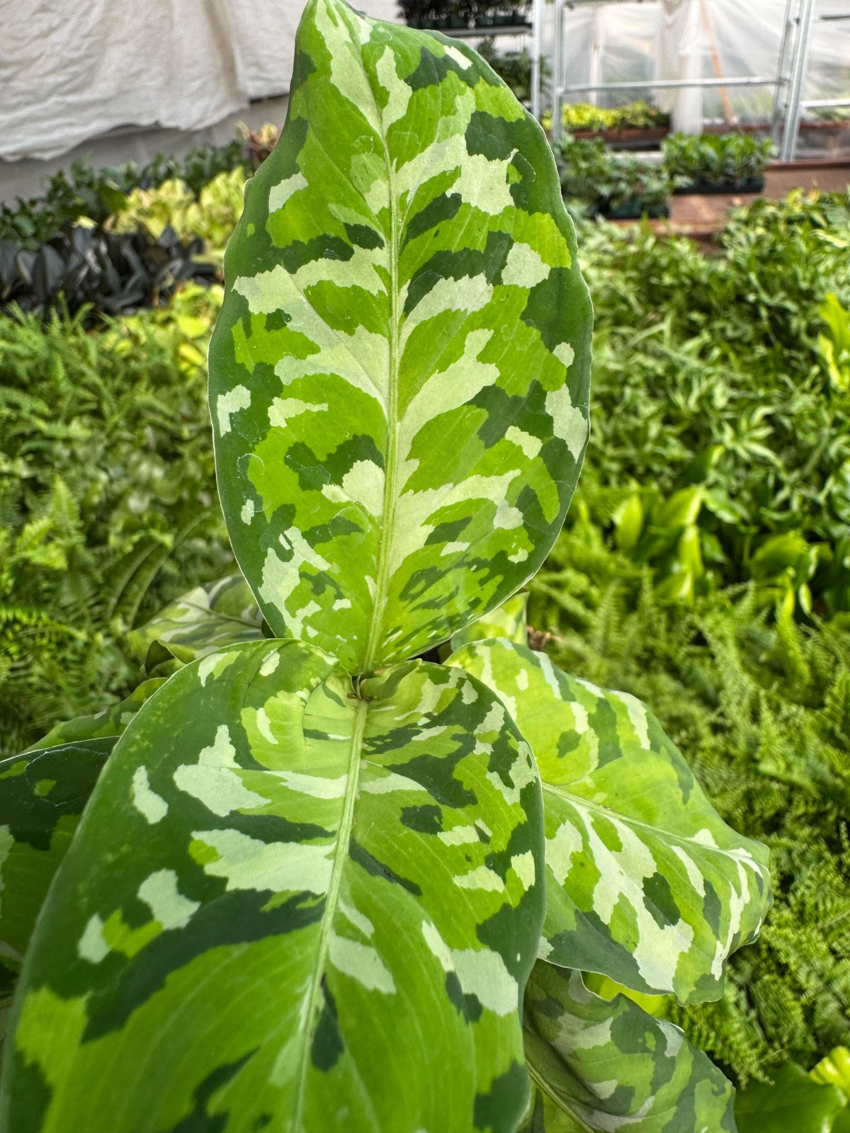Chinese Evergreen Pictum Tricolor - BetterGrow Hydro
