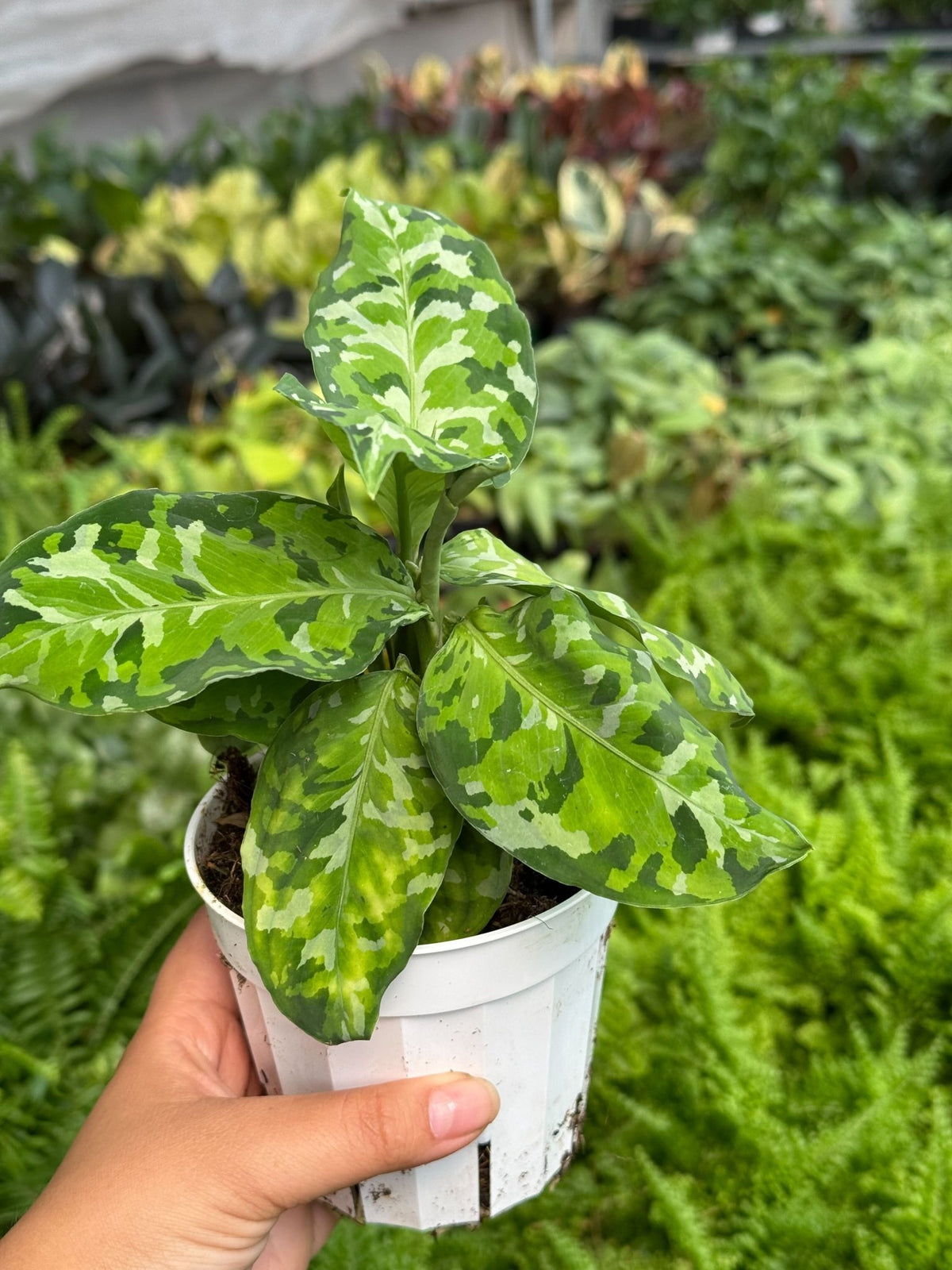 Chinese Evergreen Pictum Tricolor - BetterGrow Hydro