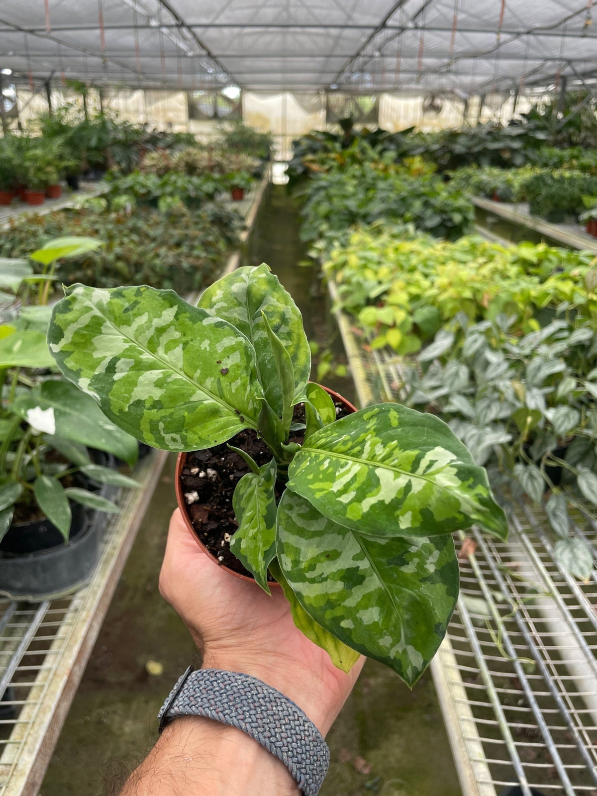 Chinese Evergreen Pictum Tricolor - BetterGrow Hydro