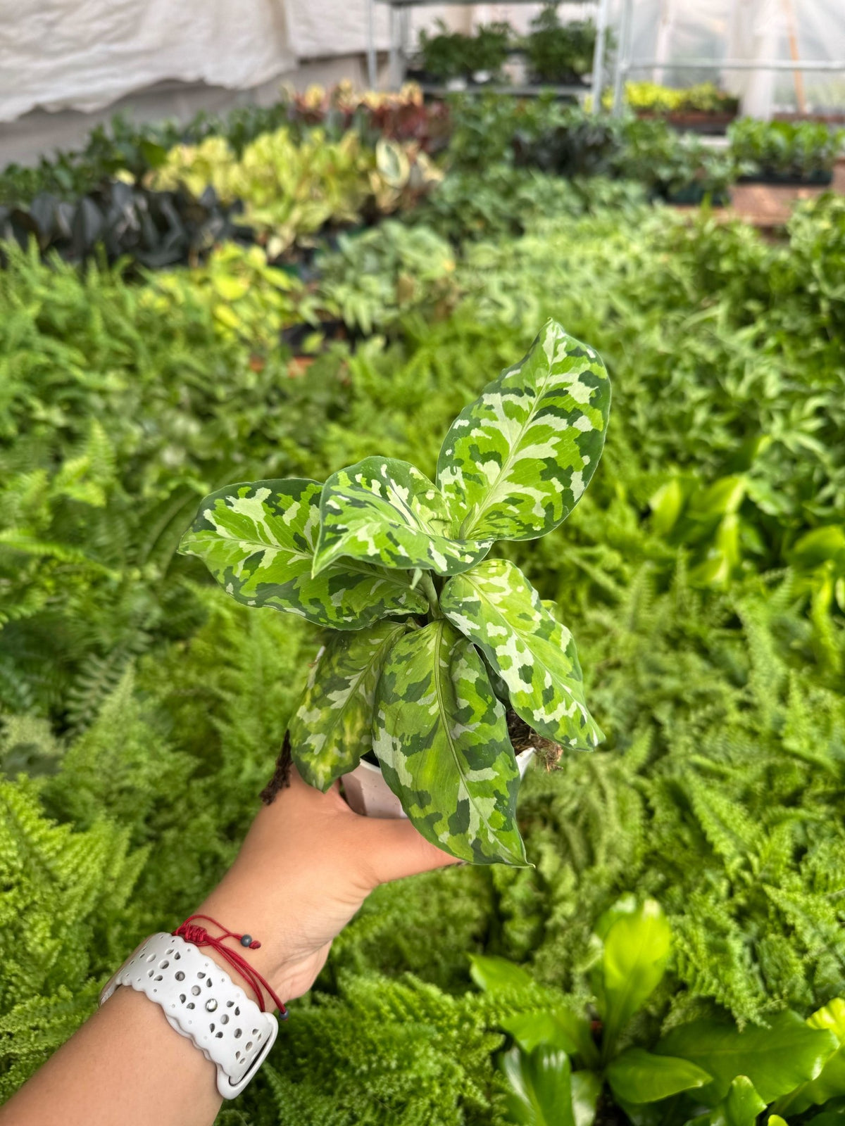Chinese Evergreen Pictum Tricolor - BetterGrow Hydro