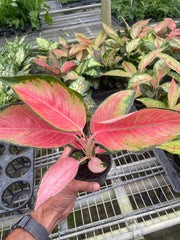 Chinese Evergreen 'Pink Pearl' - BetterGrow Hydro