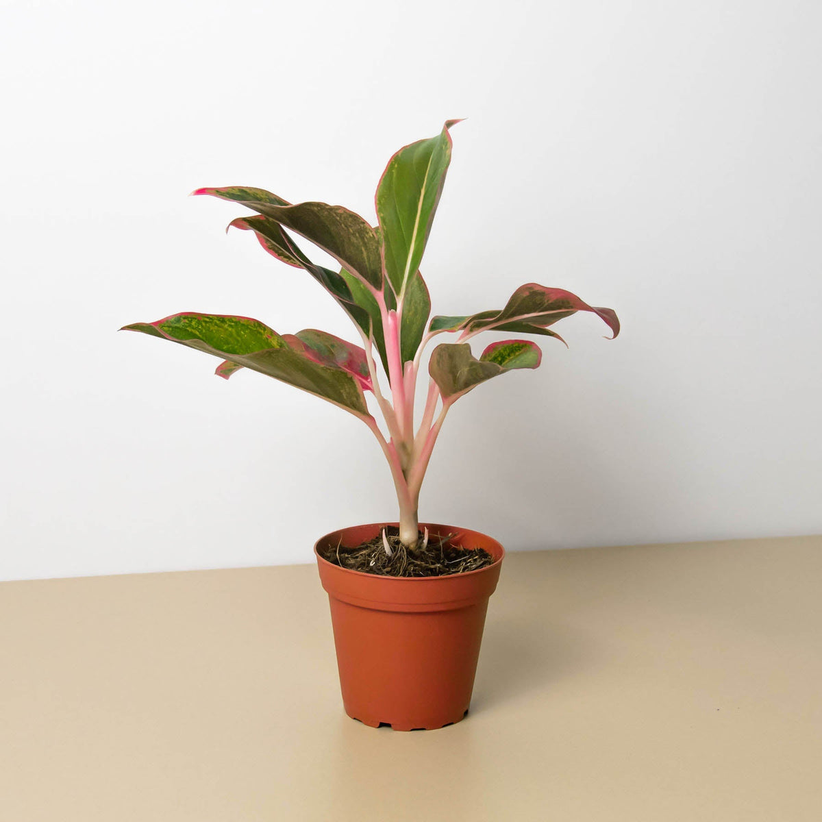 Chinese Evergreen 'Red Siam' - BetterGrow Hydro