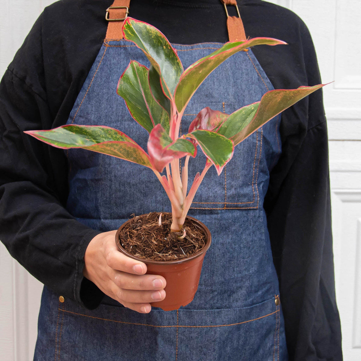 Chinese Evergreen 'Red Siam' - BetterGrow Hydro