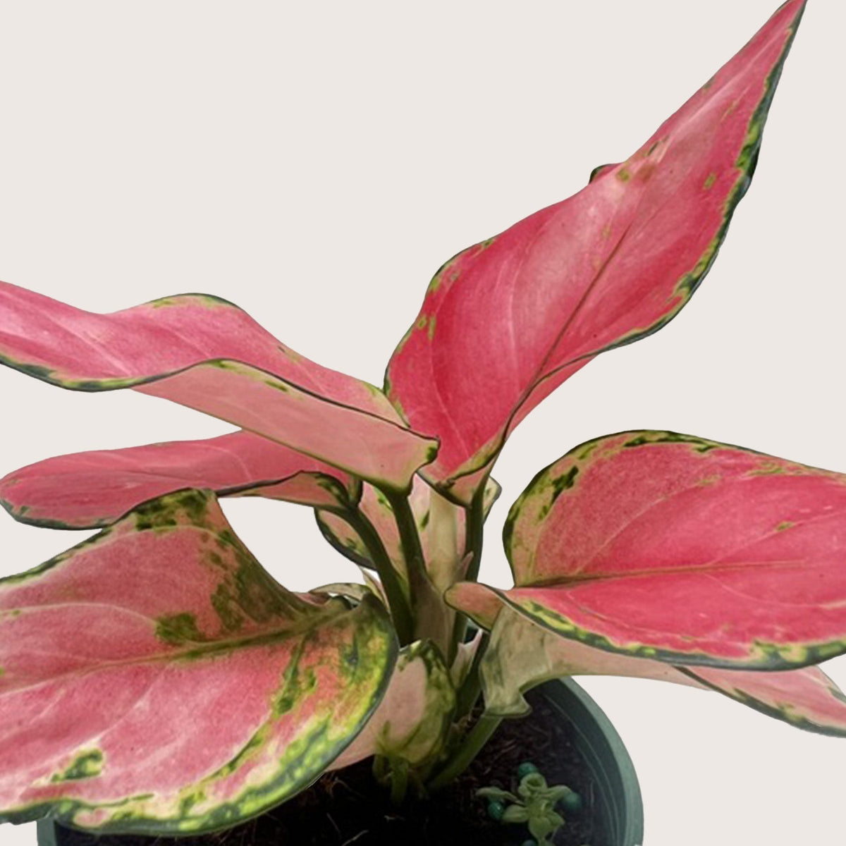 Chinese Evergreen 'Rich Red' - BetterGrow Hydro