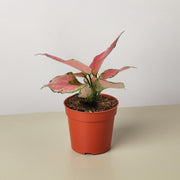 Chinese Evergreen 'Rich Red' - BetterGrow Hydro