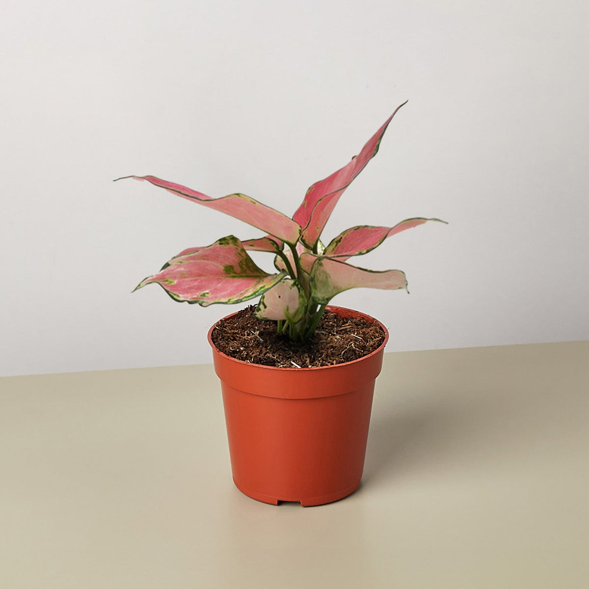 Chinese Evergreen 'Rich Red' - BetterGrow Hydro