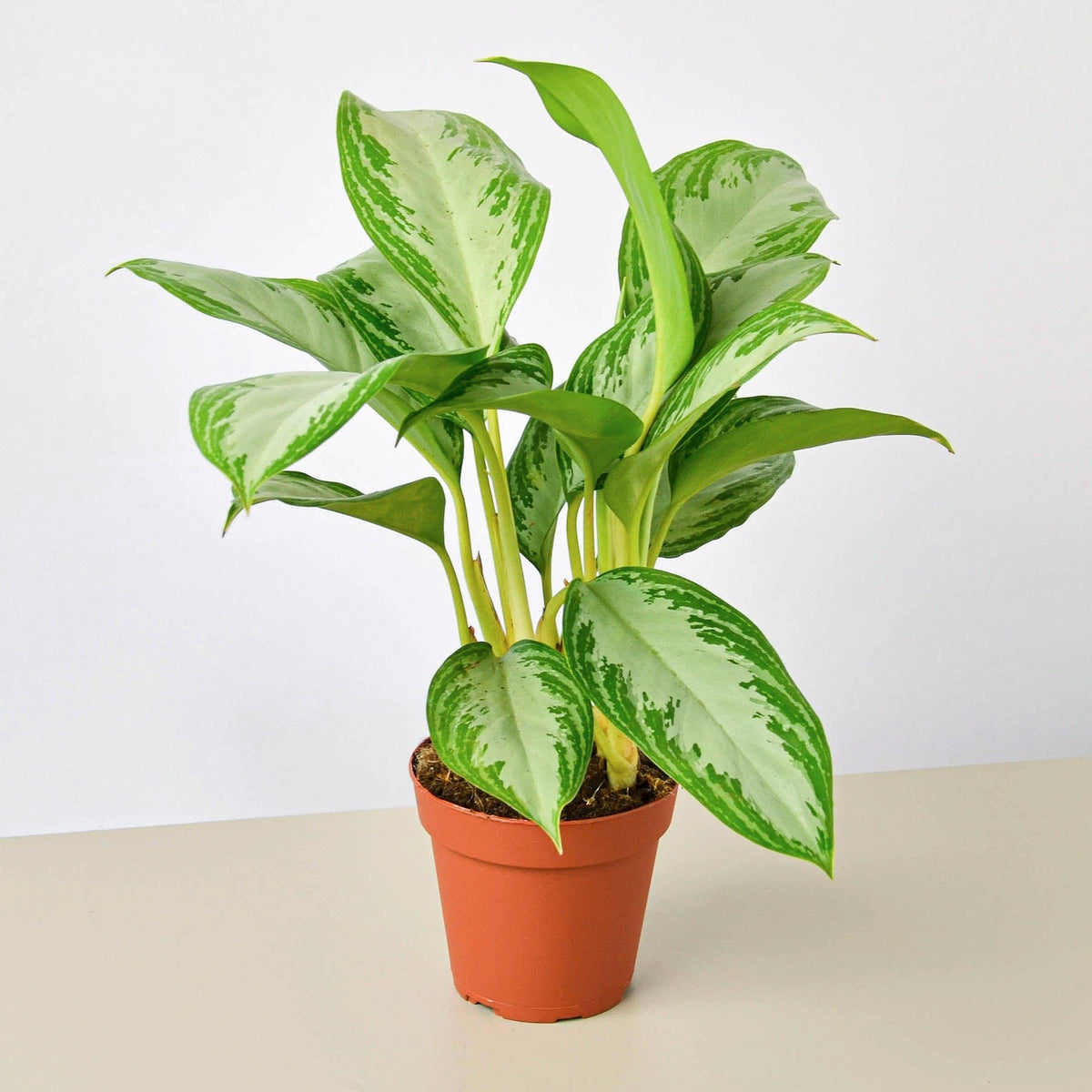 Chinese Evergreen 'Silver Bay' - BetterGrow Hydro