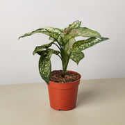 Chinese Evergreen 'Wishes' - BetterGrow Hydro