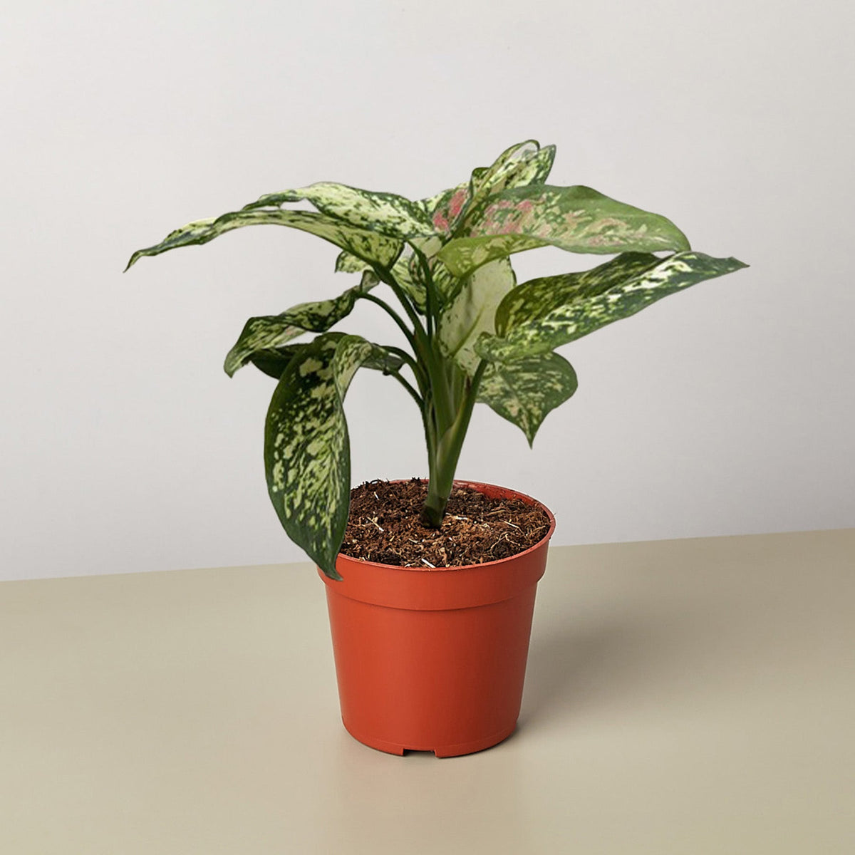 Chinese Evergreen 'Wishes' - BetterGrow Hydro