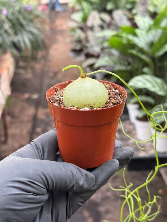 Climbing Onion - BetterGrow Hydro