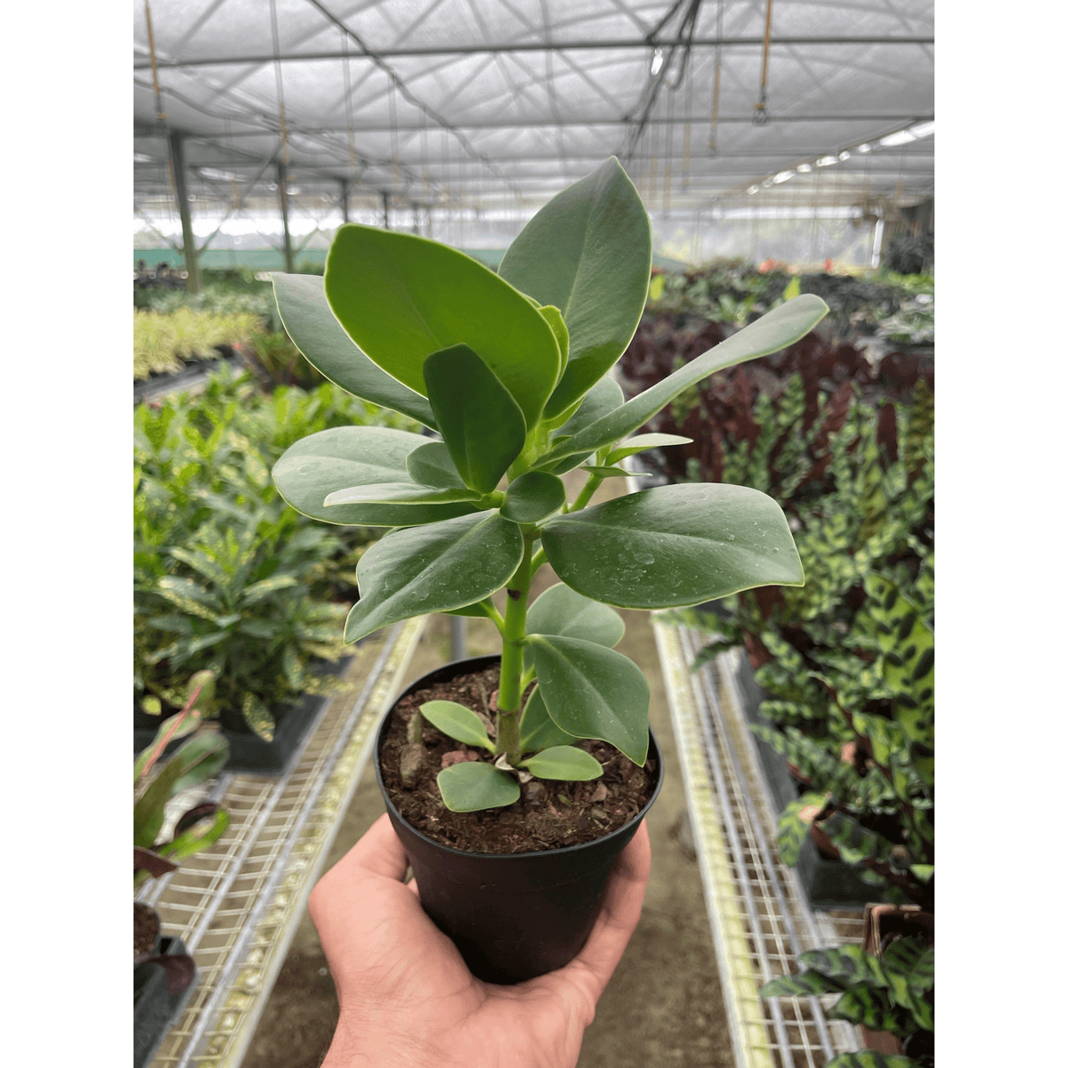 Clusia 'Princess' (Autograph Plant) - BetterGrow Hydro