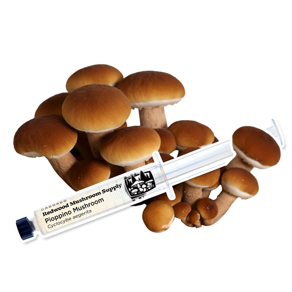 <a href="/collections/mycology-supplies-copy" title="Mushroom Cultures and Spawn">Cultures and Spawn</a>