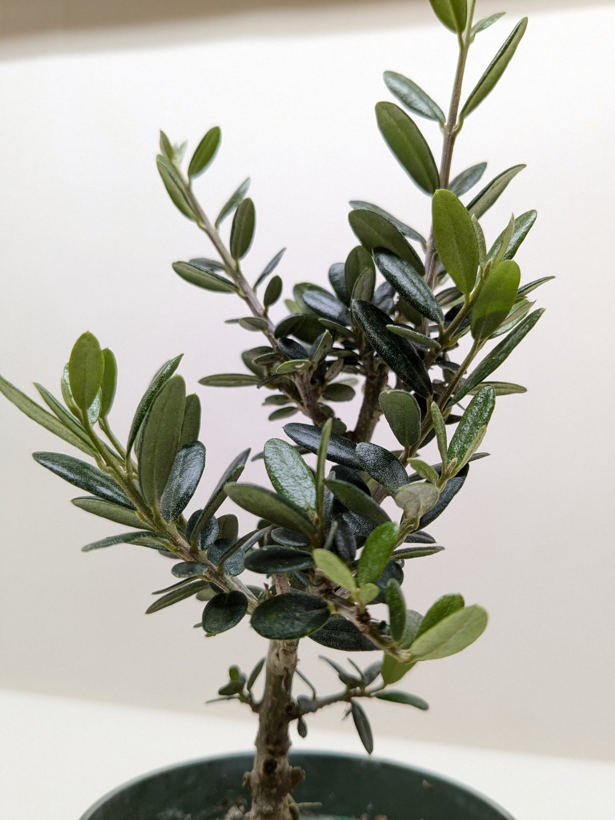 Common Olive Tree (Olea europaea) - BetterGrow Hydro