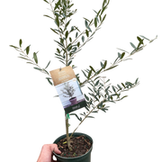 Common Olive Tree (Olea europaea) - BetterGrow Hydro